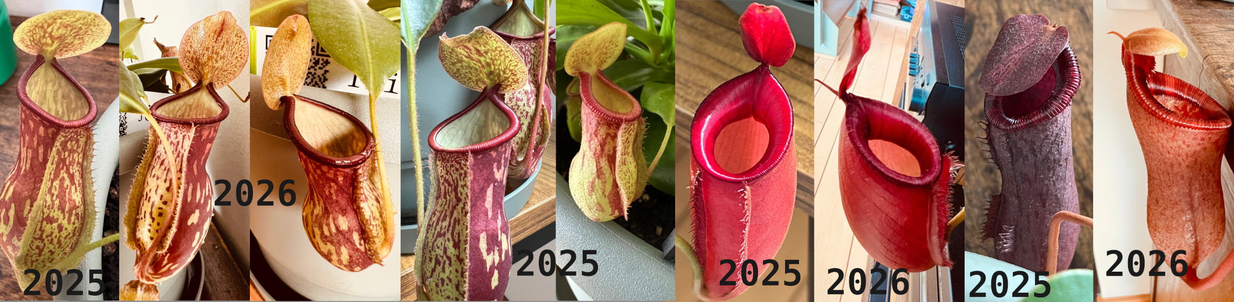 Nepenthes - Foto