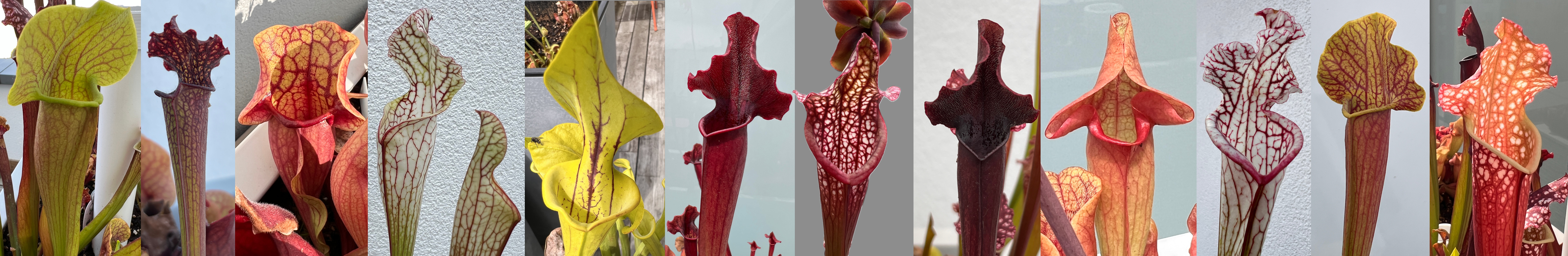 Sarracenia - Foto